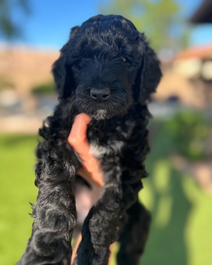 Adorable doodle puppy