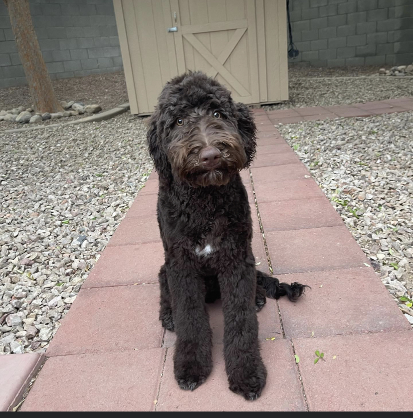 Gorgeous goldendoodle