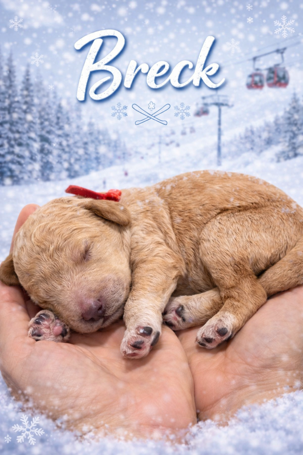Breck - Male Goldendoodle Puppy