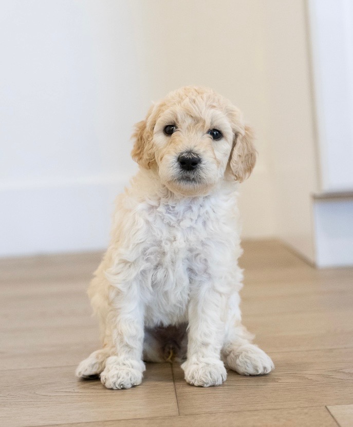 Heavenly - Female Goldendoodle Puppy
