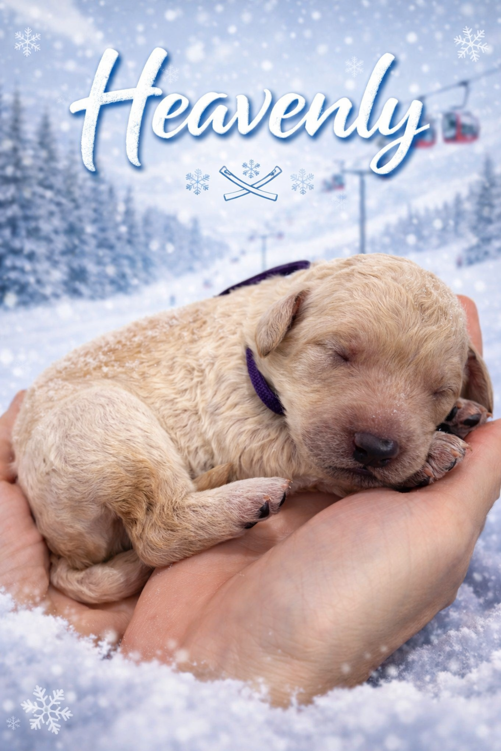 Heavenly - Female Goldendoodle Puppy