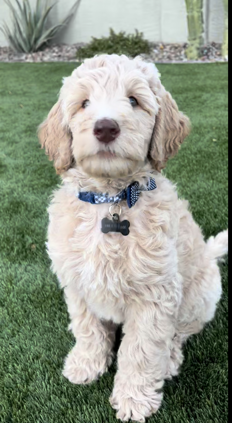 Adorable goldendoodle