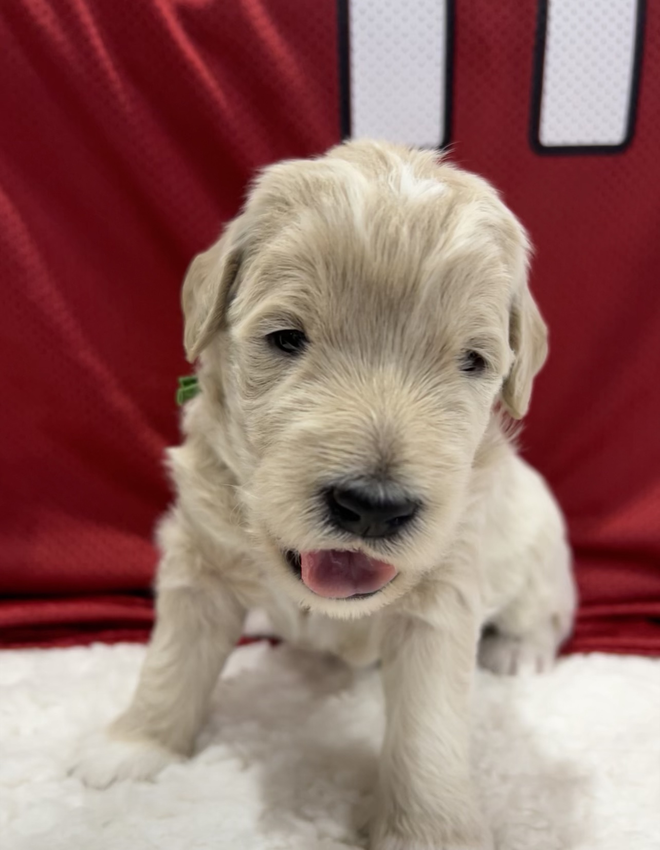 Playful goldendoodle