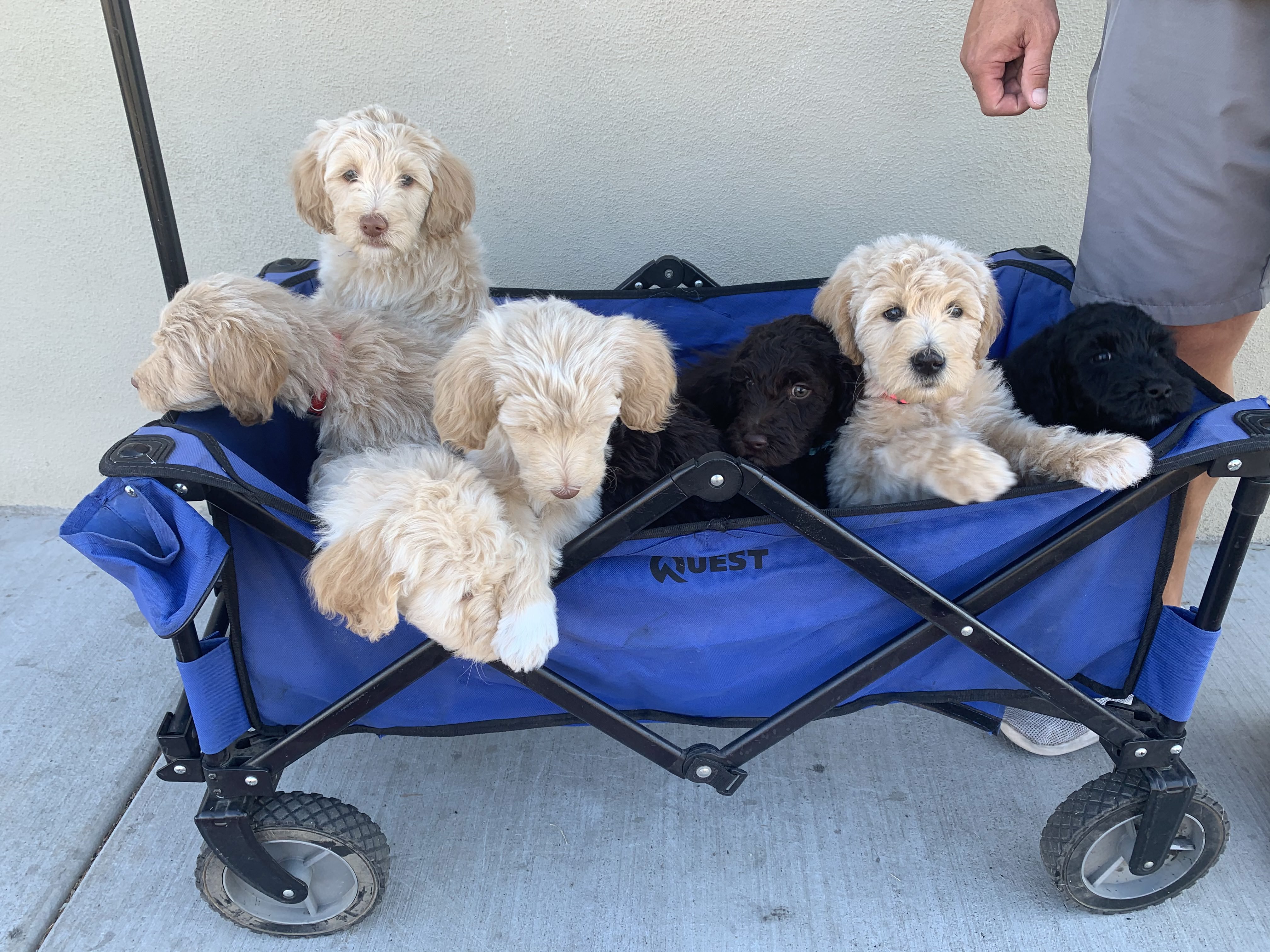 Aspen with Axel & Boss Litter