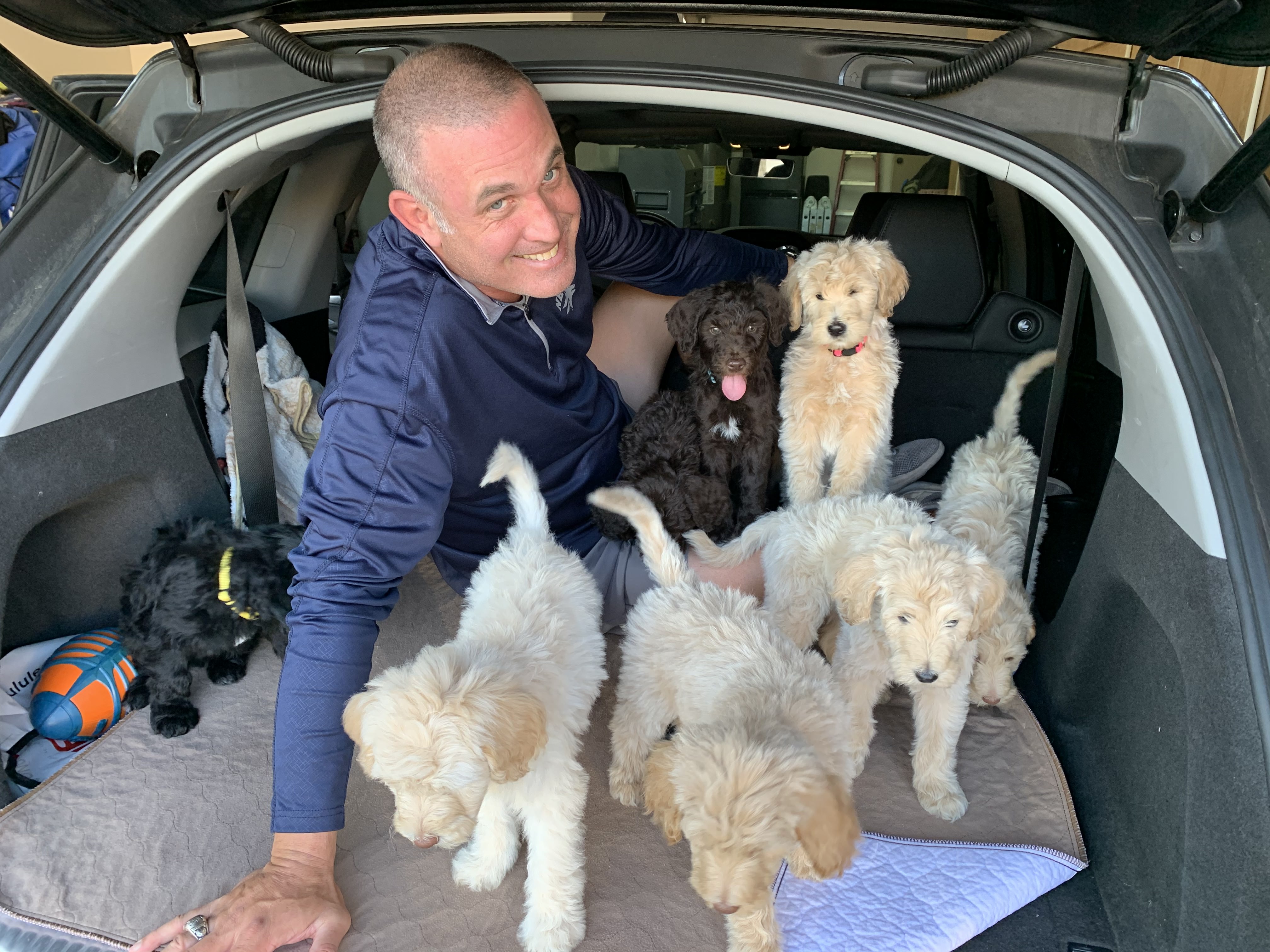 Precious goldendoodle