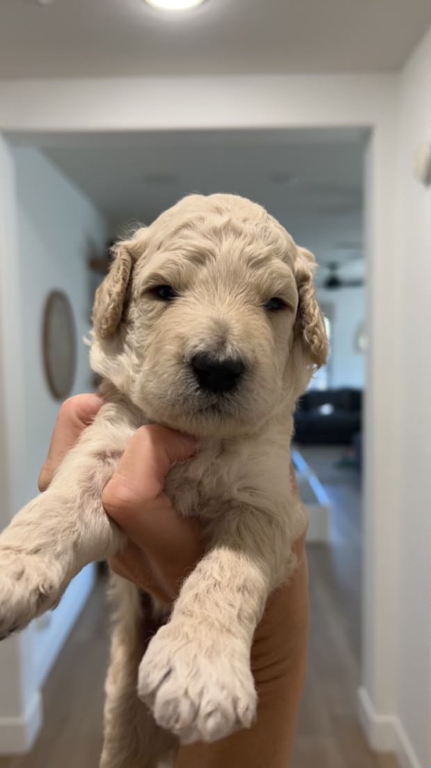 Cute goldendoodle