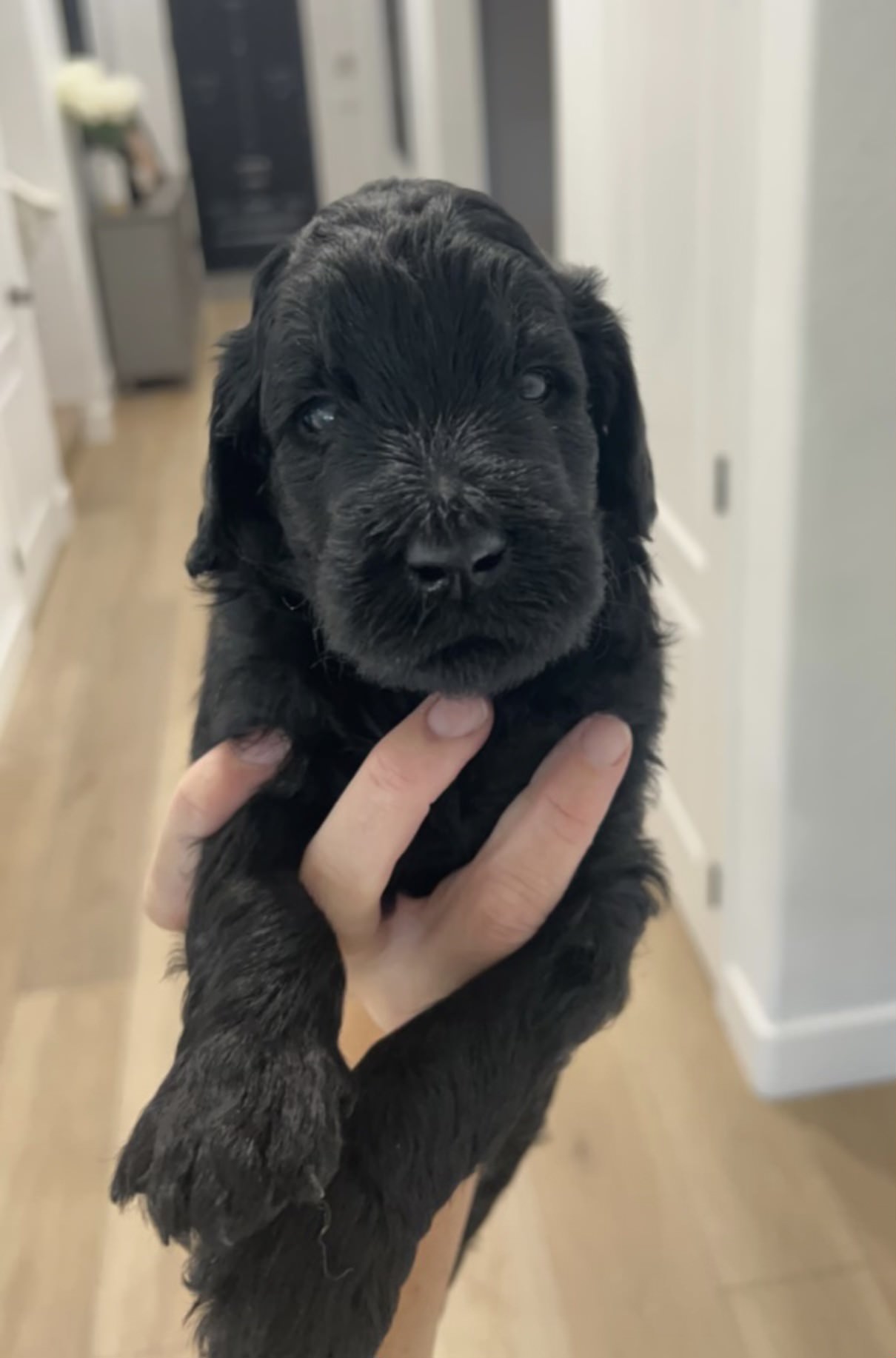 Beautiful goldendoodle