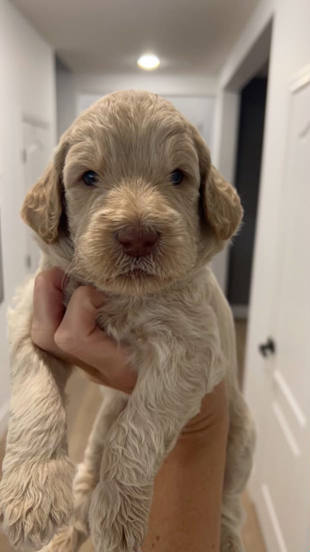 Gorgeous goldendoodle