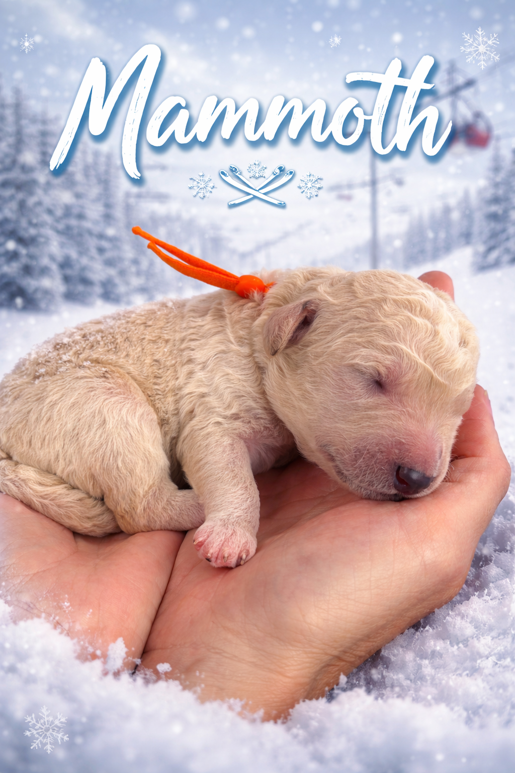 Mammoth - Male Goldendoodle Puppy