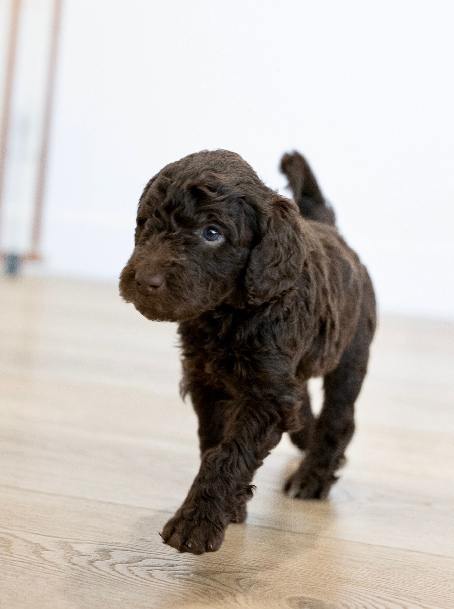 Tahoe - Male Goldendoodle Puppy