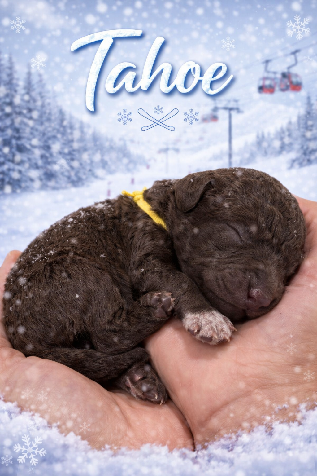 Tahoe - Male Goldendoodle Puppy