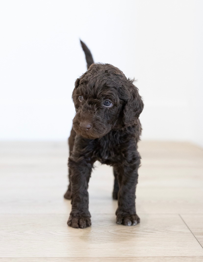 Telluride - Male Goldendoodle Puppy
