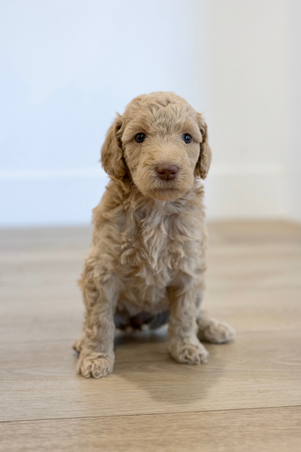 Vail - Female Goldendoodle Puppy